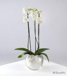 Planted Bowl
